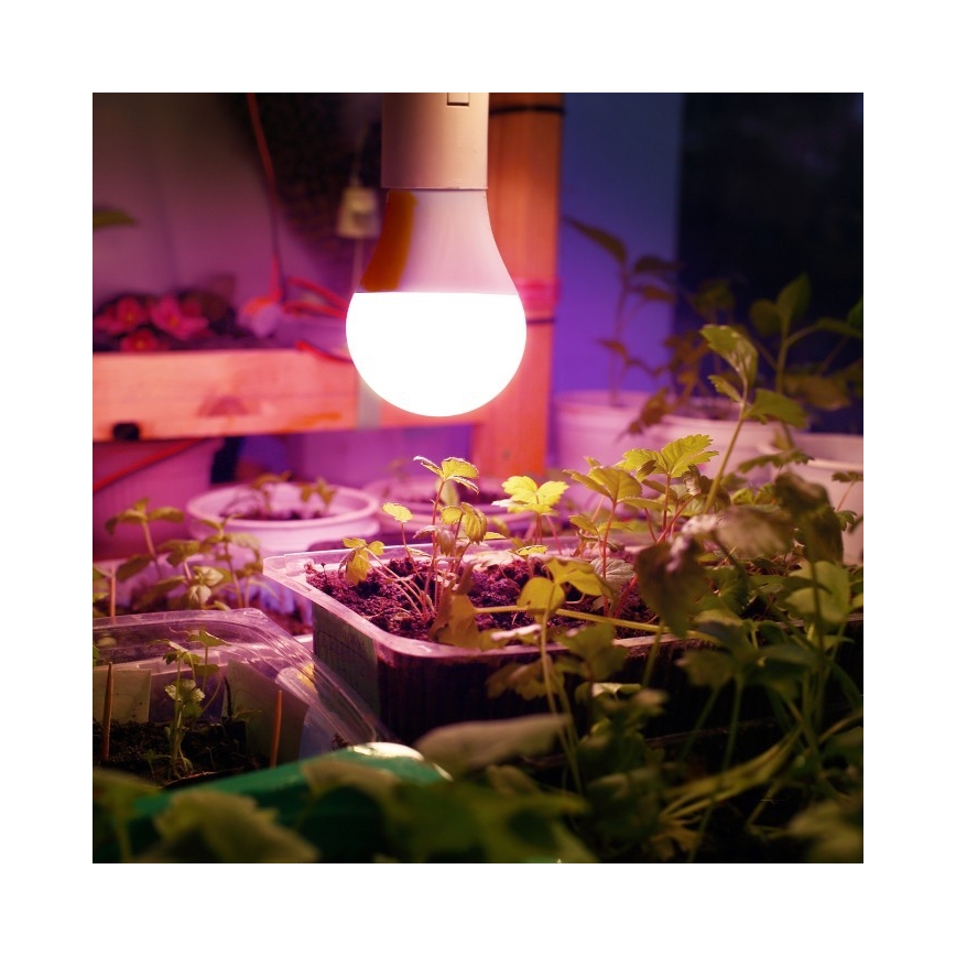 Ampoule LED pour croissance des plantes PLANTY E27/11W/230V 1200K blanc