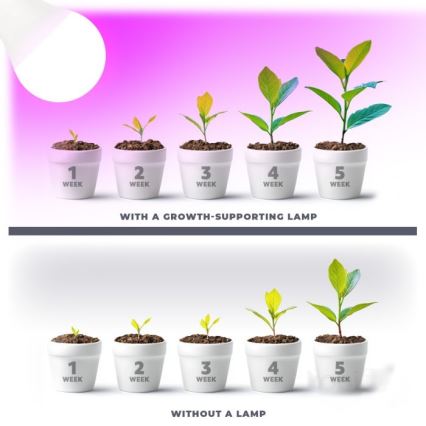 Ampoule LED pour croissance des plantes PLANTY E27/11W/230V 1200K blanc