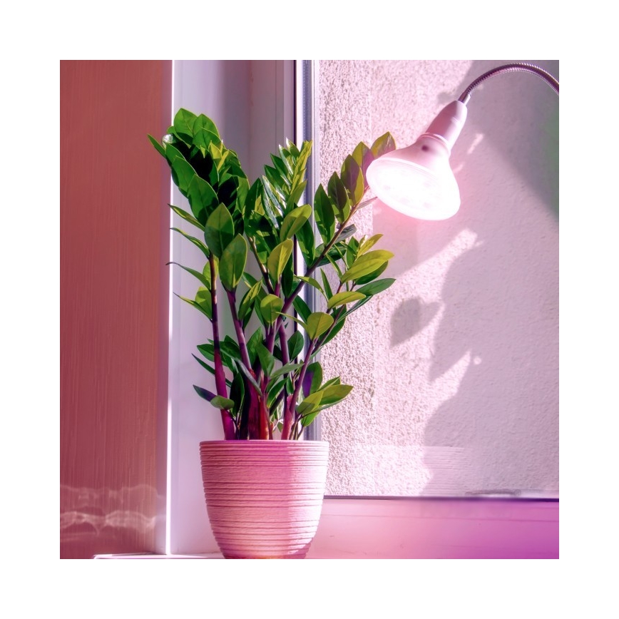 Ampoule LED pour croissance des plantes PLANTY E27/7W/230V 1200K blanc