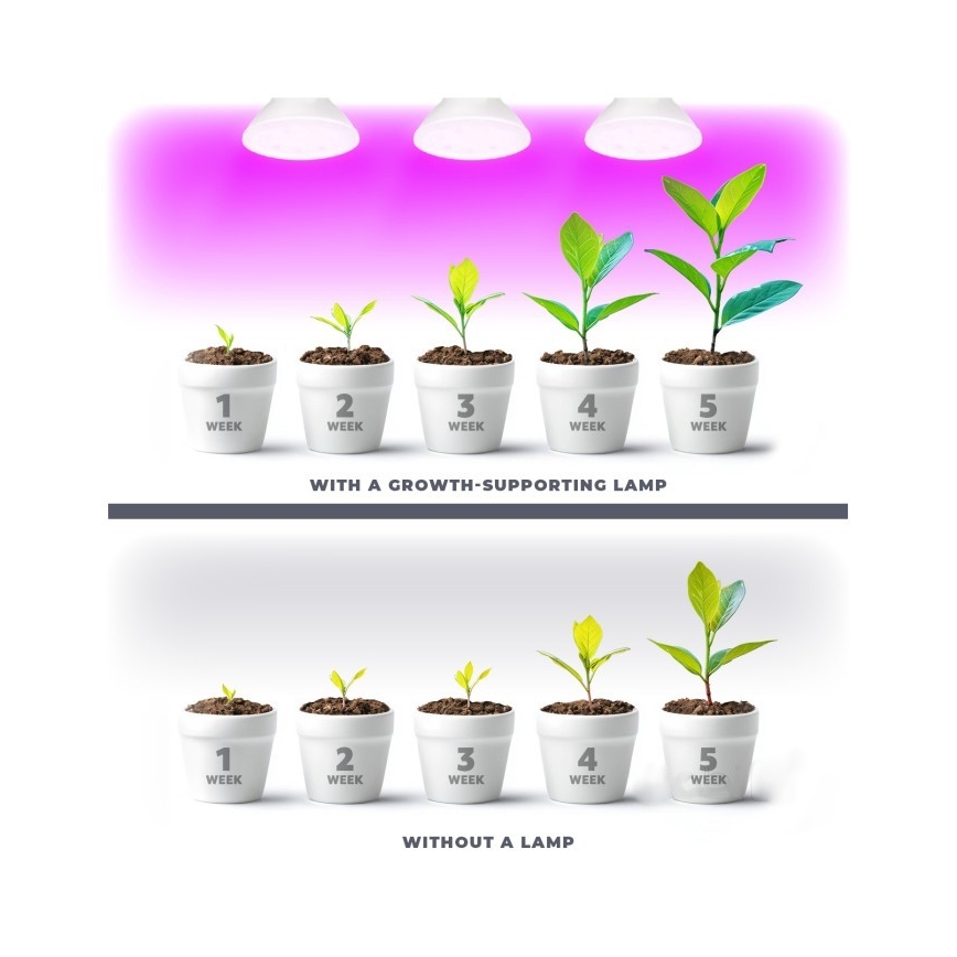 Ampoule LED pour croissance des plantes PLANTY E27/7W/230V 1200K blanc