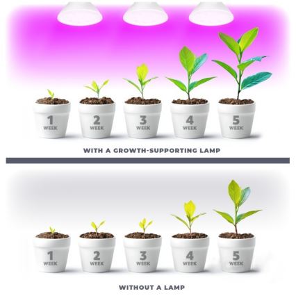 Ampoule LED pour la croissance des plantes PLANTY E27/7W/230V 1200K blanc