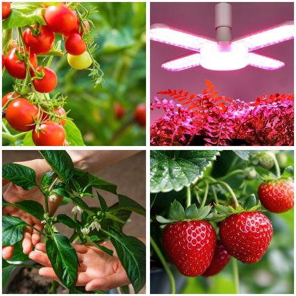 Ampoule LED pour la croissance des plantes VITABLOOM E27/40W/230V 1200K - Brilagi
