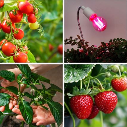 Ampoule LED pour la croissance des plantes VITABLOOM E27/8W/230V 1200K - Brilagi