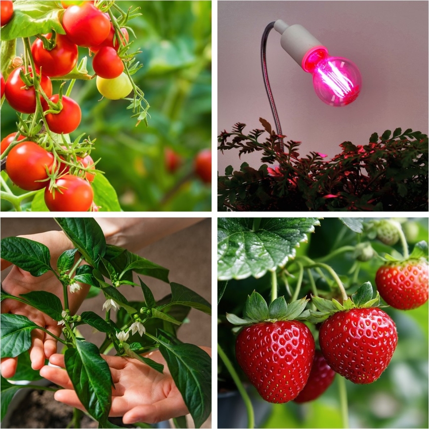 Ampoule LED pour la croissance des plantes VITABLOOM E27/8W/230V 1200K - Brilagi