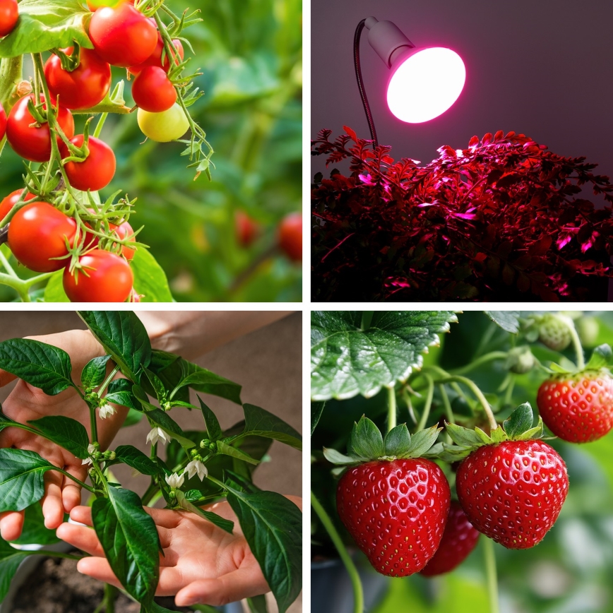 Ampoule LED pour la croissance des plantes VITABLOOM E27/9W/230V 1200K blanc - Brilagi