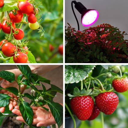 Ampoule LED pour la croissance des plantes VITABLOOM E27/9W/230V 1200K noir - Brilagi