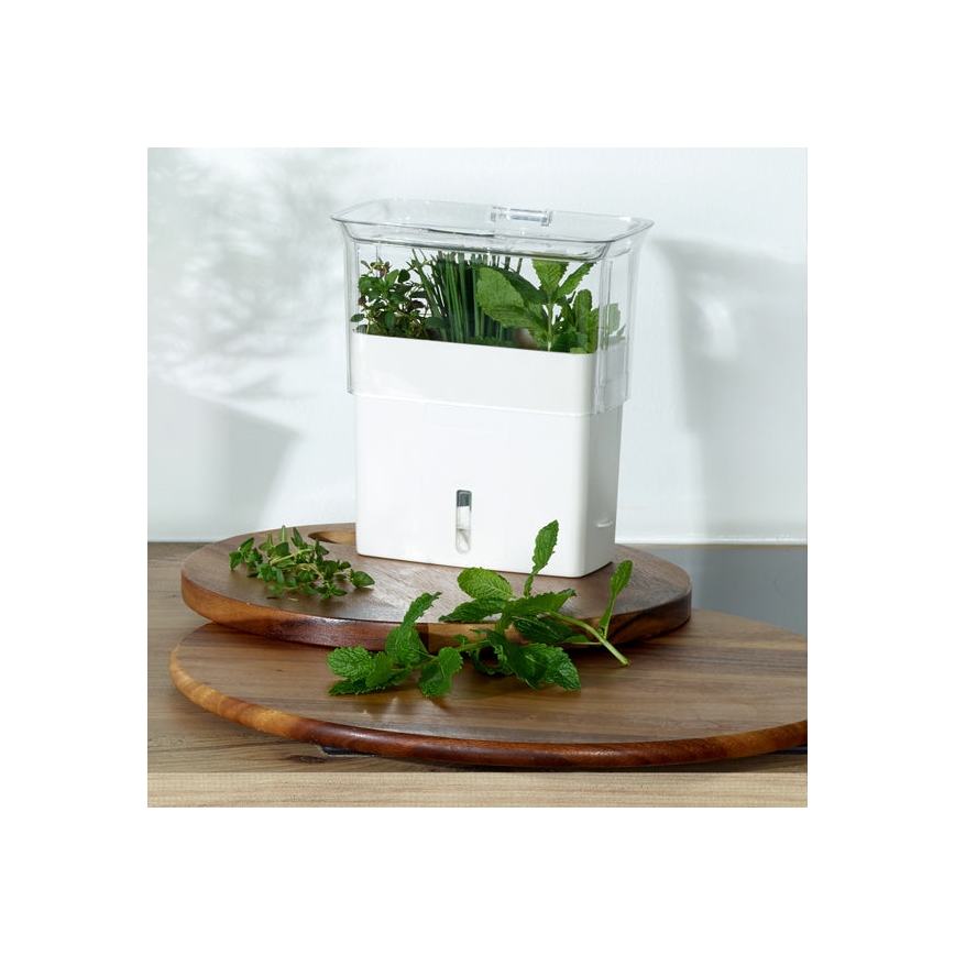 Cole&Mason - Récipient pour conserver les herbes fraîchement coupées
