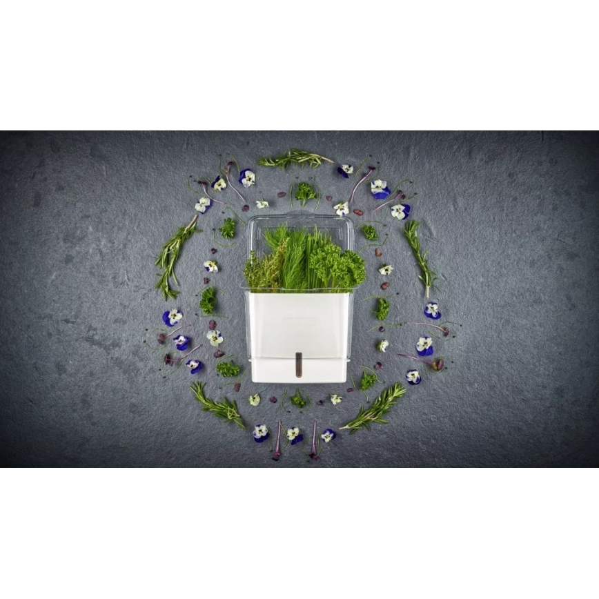 Cole&Mason - Récipient pour conserver les herbes fraîchement coupées