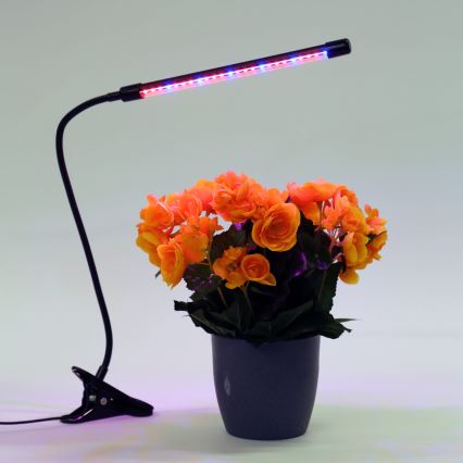 Dimbare LED lamp met klem voor het verlichten van planten LED/3W/230V zwart