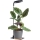 Dimbare LED-tafellamp voor het kweken van planten VERDI LED/5W/5V 1300K CRI 95 zwart