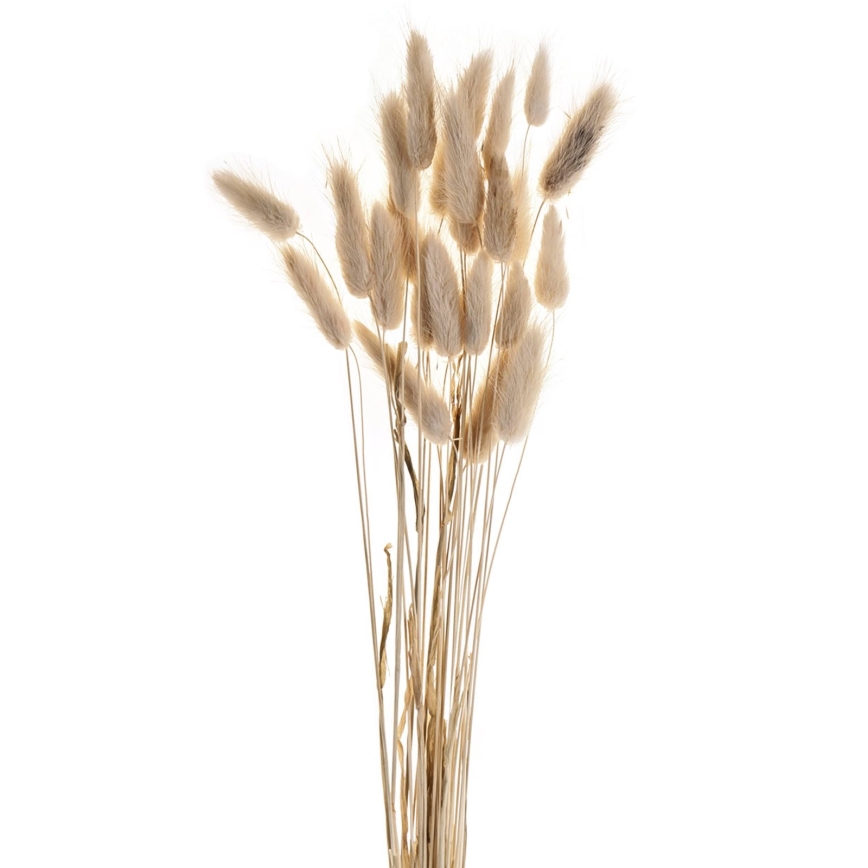 Eglo - Gedroogde bloem 60 cm beige
