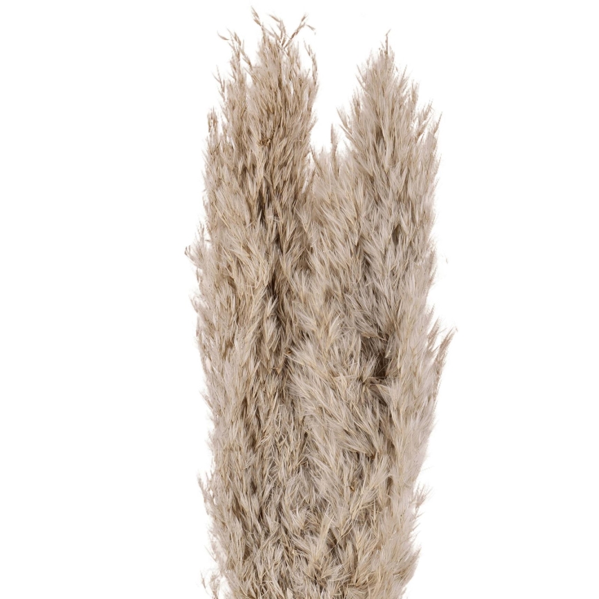 Eglo - Gedroogde bloem 55 cm beige