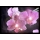Eglo 75036 - LED Canvas schilderij ORCHIDS 4xLED/0,02W