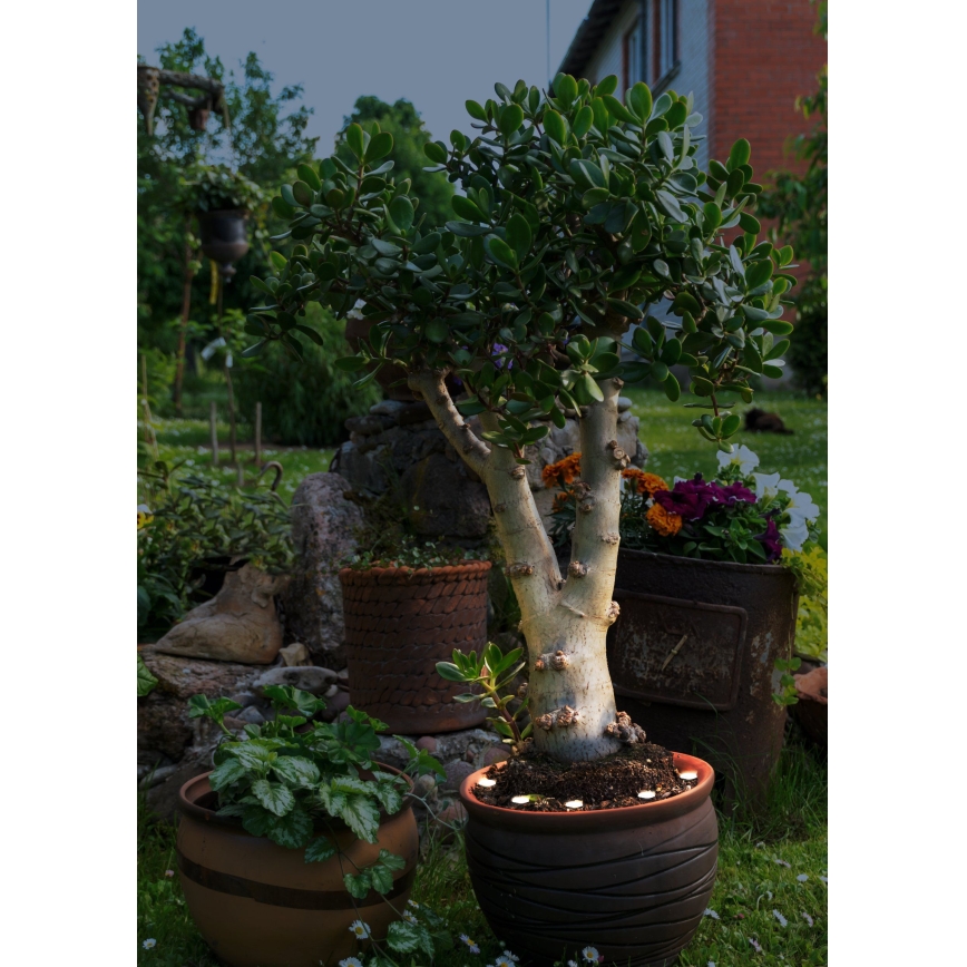 Eglo - Decoratieve LED Lichtketting voor Buiten SPINETOLI 6xLED IP65