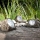 Globo - SET 3x LED Solar lamp LED/1,2V IP44