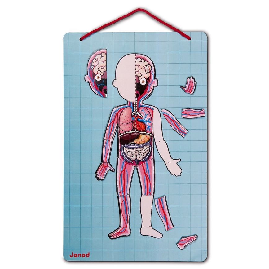 Janod - Magnetische legpuzzel BODYMAGNET menselijk lichaam