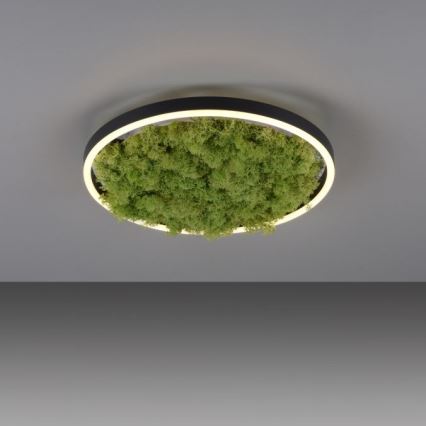 JUST LIGHT. 15391-66 - Plafonnier à intensité variable VERT RITU LED/20W/230V