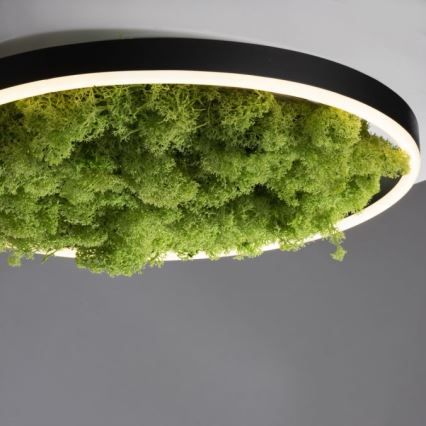 JUST LIGHT. 15391-66 - Plafonnier à intensité variable VERT RITU LED/20W/230V