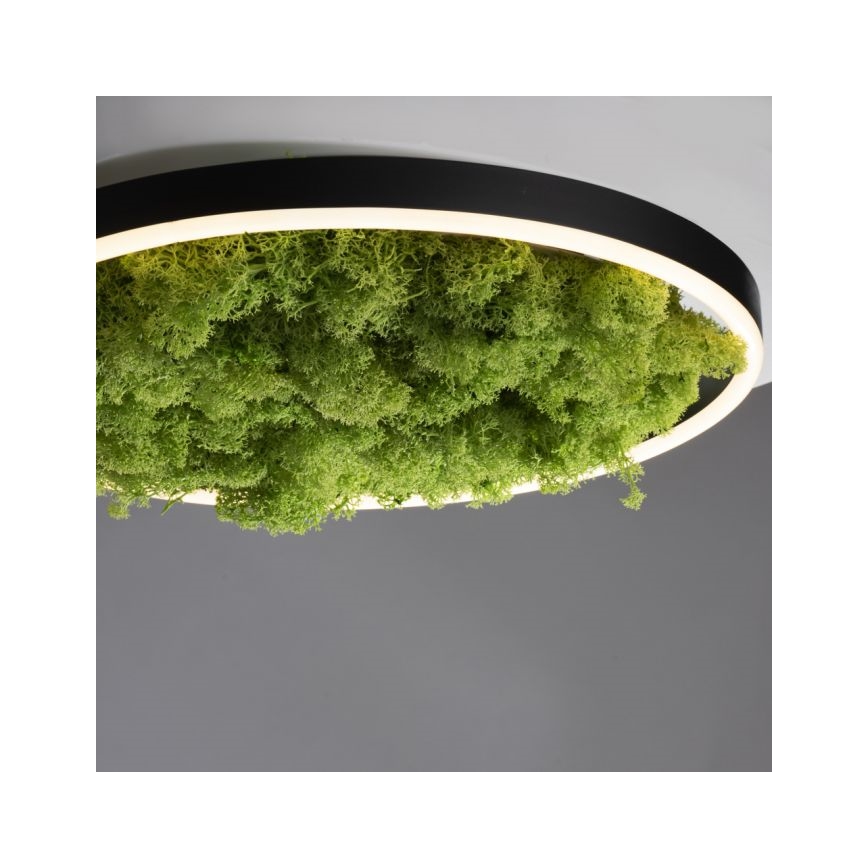 JUST LIGHT. 15391-66 - Plafonnier à intensité variable VERT RITU LED/20W/230V