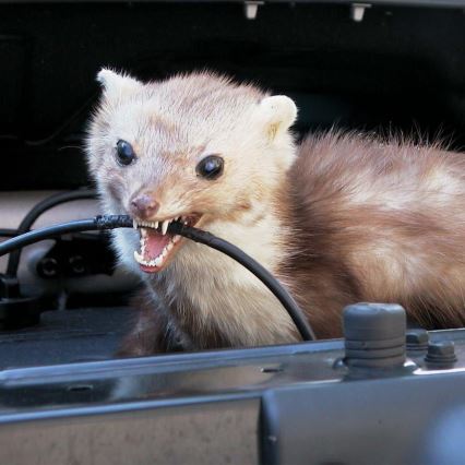 Knaagdierafweermiddel voor in de auto 12V