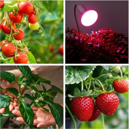 Lampe de bureau flexible avec pince pour culture de plantes PLANTY 1xE27/30W/230V blanc