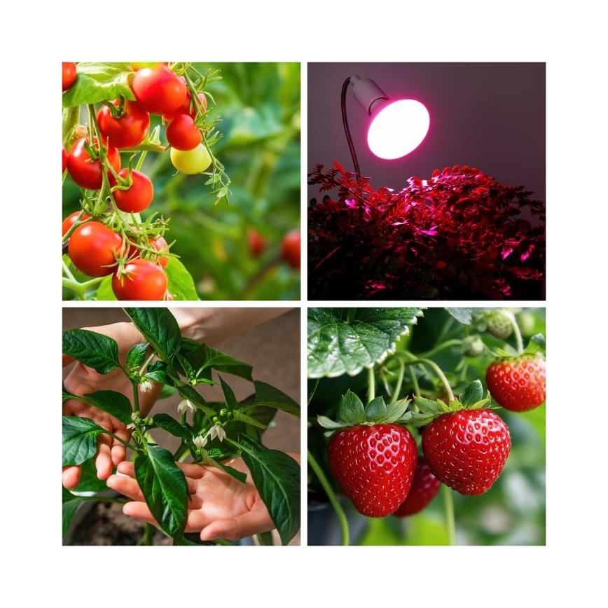 Lampe de bureau flexible avec pince pour culture de plantes PLANTY 1xE27/30W/230V blanc