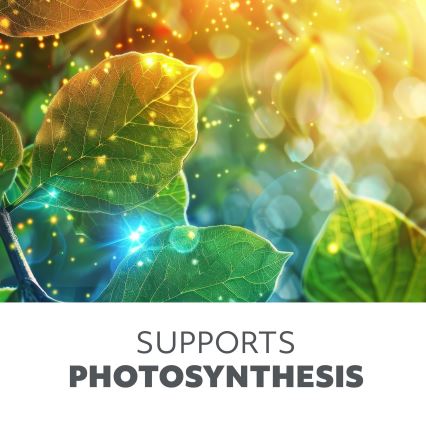 Lampe de table LED flexible et dimmable pour la culture des plantes VITARO 4xLED/10W/230V, noire