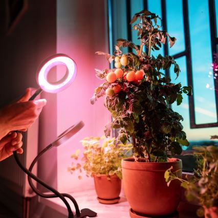 Lampe de table flexible à intensité variable avec pince pour la culture de plantes VITARO 2xLED/4W/230V noir
