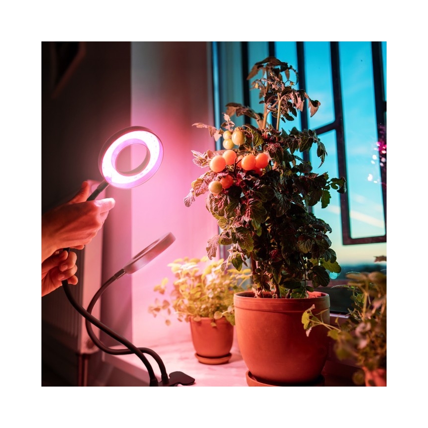 Lampe de table flexible à intensité variable avec pince pour la culture de plantes VITARO 2xLED/4W/230V noir