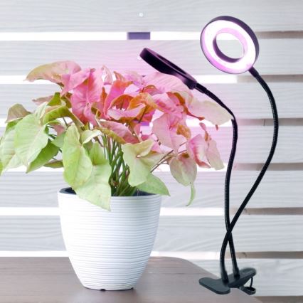 Lampe de table flexible à intensité variable avec pince pour la culture de plantes VITARO 2xLED/4W/230V noir