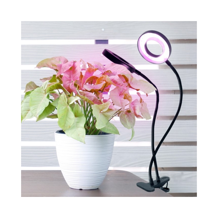 Lampe de table flexible à intensité variable avec pince pour la culture de plantes VITARO 2xLED/4W/230V noir