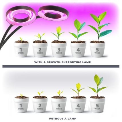Lampe de table flexible à intensité variable avec pince pour la culture de plantes VITARO 2xLED/4W/230V noir
