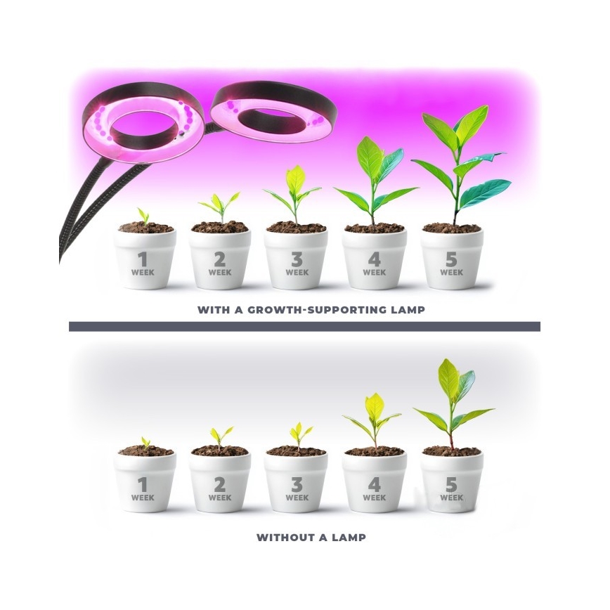 Lampe de table flexible à intensité variable avec pince pour la culture de plantes VITARO 2xLED/4W/230V noir