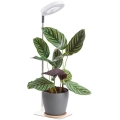 Lampe de table LED dimmable pour culture de plantes VERDI LED/5W/5V 1300K IRC 95 blanche