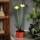 Lampe solaire LED LED/1,2V 200 mAh IP44 fleur