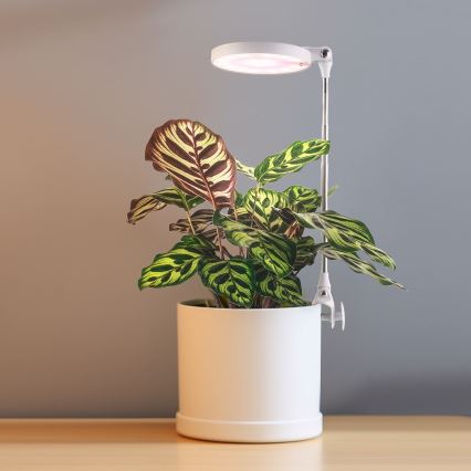 LED Binnenlamp voor het kweken van planten LED/10W/5V 3200K