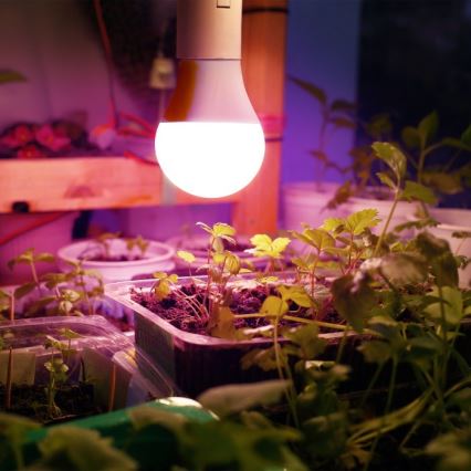 LED Lamp voor plantengroei PLANTY E27/11W/230V 1200K wit