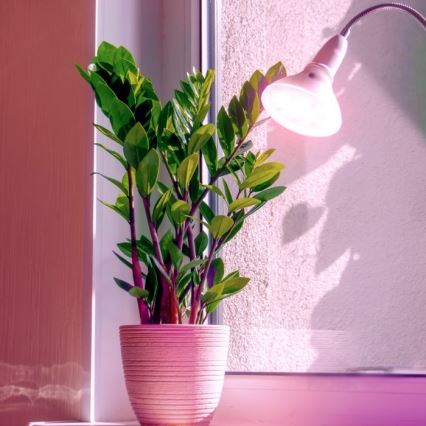 LED Lamp voor plantengroei PLANTY E27/7W/230V 1200K wit