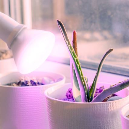 LED Lamp voor plantengroei PLANTY E27/7W/230V 1200K wit
