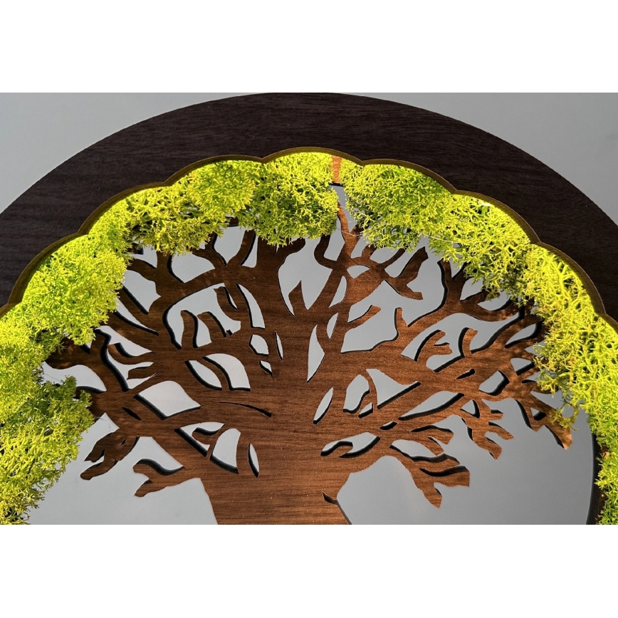 Li-Go 23604/DUB2 - Décoration de table LED dimmable LED/12W/230V 20x22 cm chêne/mousse et arbre