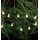 Markslöjd 702991 - LED Kerst Lichtketting NALLE 10xLED/3xAA 1,7m warm wit