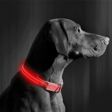 Oplaadbare LED Honden Halsband 35-43 cm 1xCR2032/5V/40 mAh rood