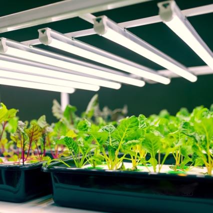 Réglette de cuisine pour la culture des plantes GROWLY LED/9W/230V blanc