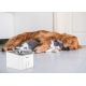 Slimme waterfontein voor huisdieren 3,5l 230V Wi-Fi