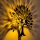 Wandlamp HEART TREE 1xE27/40W/230V zwart